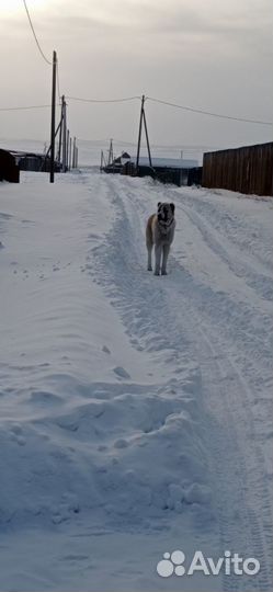 Отдам бесплатно