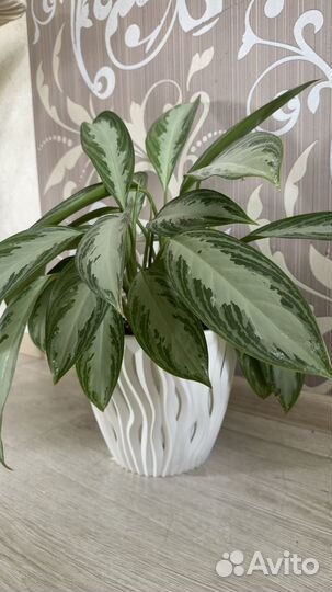 Аглаонема с кашпо