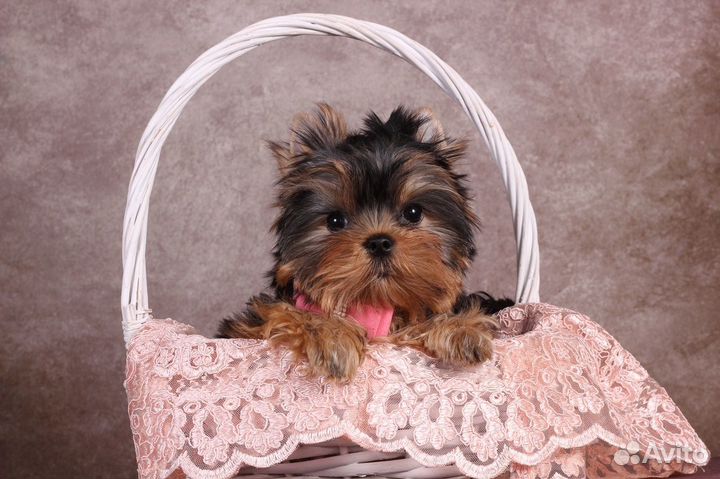 Йоркширского терьера мелкая курносая Адель РКФ