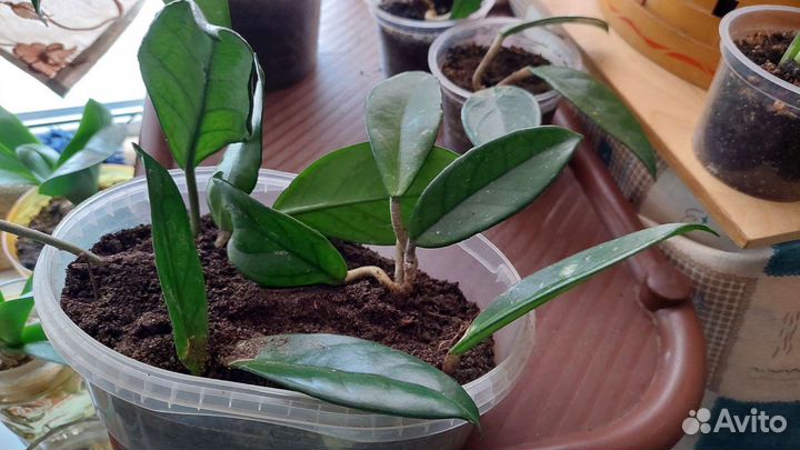 Цветы: бильбергия, хойя, алое, хатиора