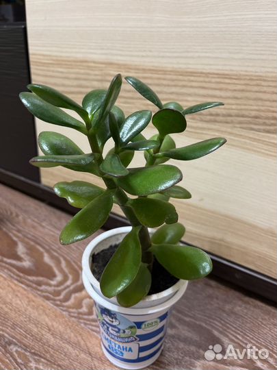 Денежное дерево