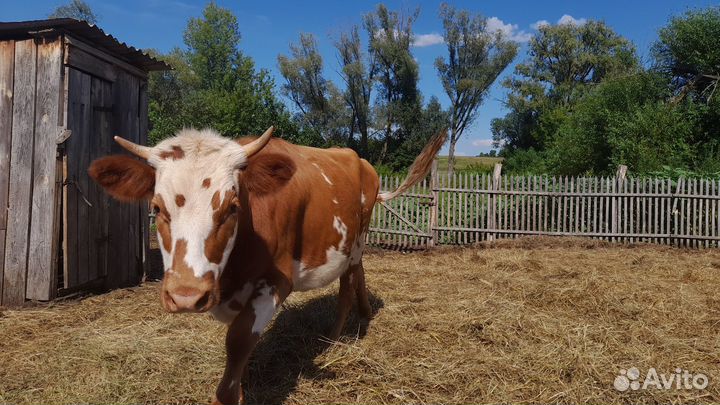 Продается телка