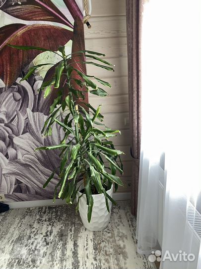 Пальма кордилина