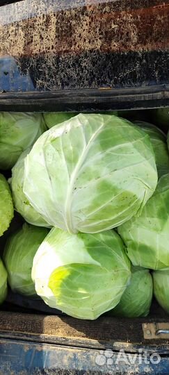 Лук, Капуста, Оптом