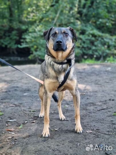 Собака в добрые руки отдам бесплатно