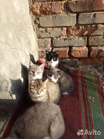 Шотландская