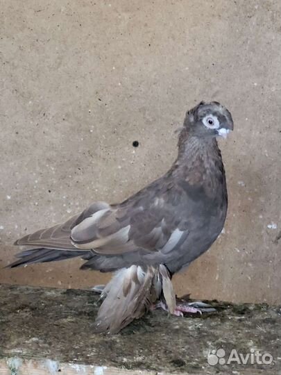 Продажа голубей бакинских и узбек
