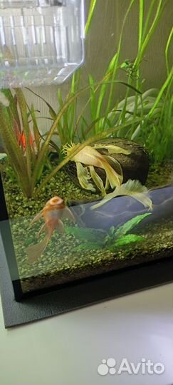 Анциструс вуалевый самец