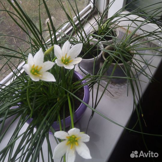 Зефирантес