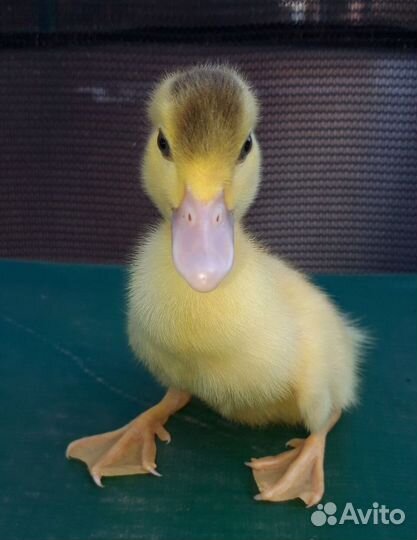 Утята белой мускусной утки на племя, индоутка