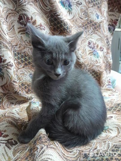 Русская голубая отдам