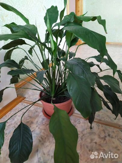 Спатифиллум