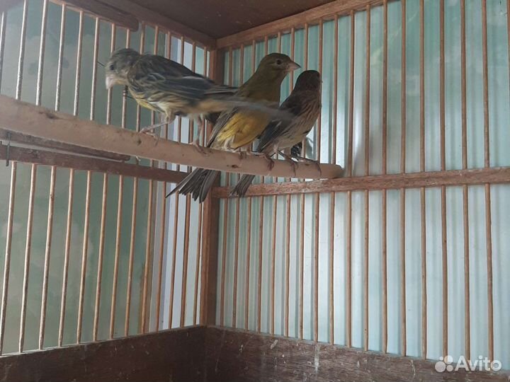 Канарейки.Кеноры певчие