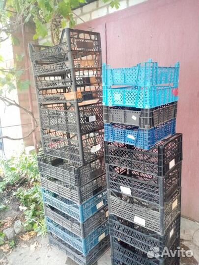 Ящики пластмассовые в ассортименте