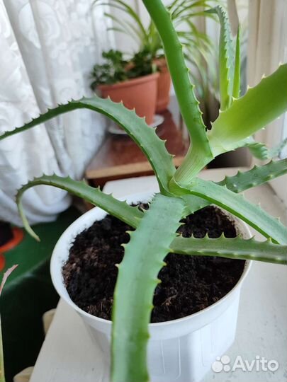 Каланхоэ и Алое