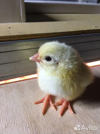 Цыплята бройлеры кобб /росс