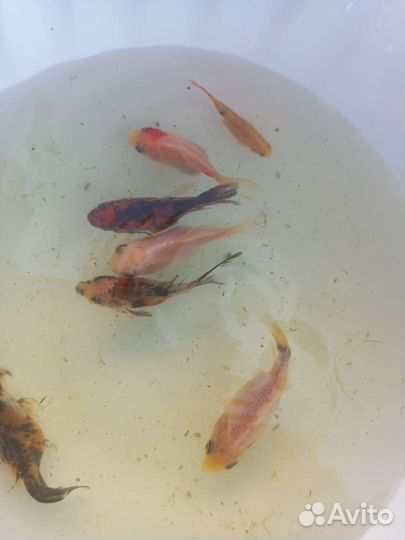 Аквариумные золотые рыбки