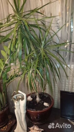 Замиокулькас