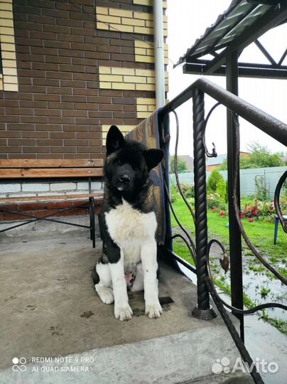 Щенки американской акиты