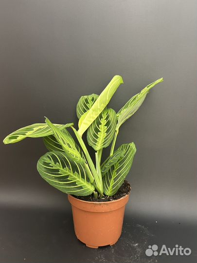 Маранта Lemon