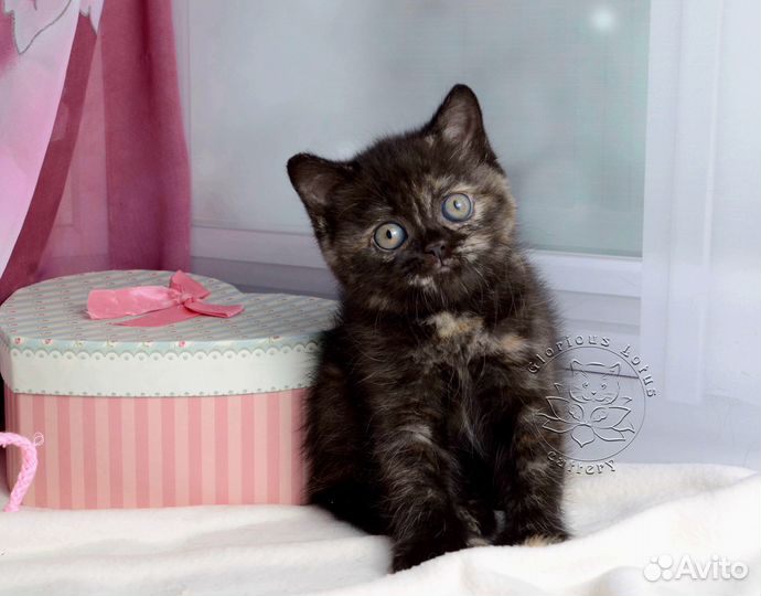 Британские котята