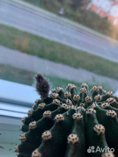 Кактус.Эхинопсис