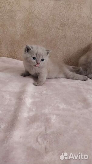 Британские короткошёрстные котята