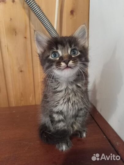 Котята ищут семью