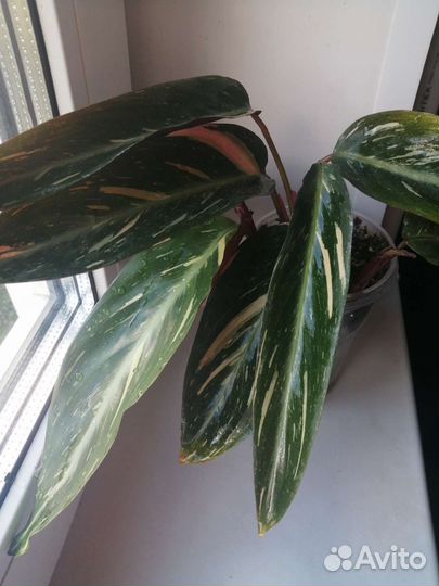 Строманта Страйп стар (Меджик стар)