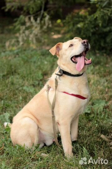 Марс в добрые руки, собачка в дар