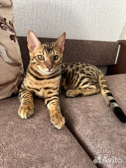 Бенгальские котята, Бенгалы
