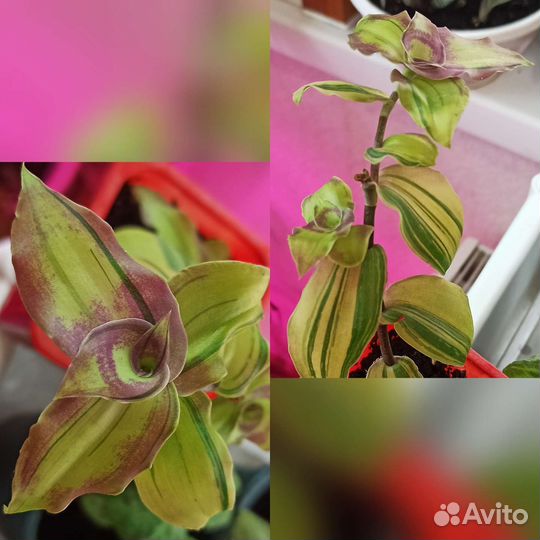 Каллизия соконусцензис