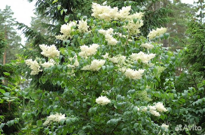 Растения для сада