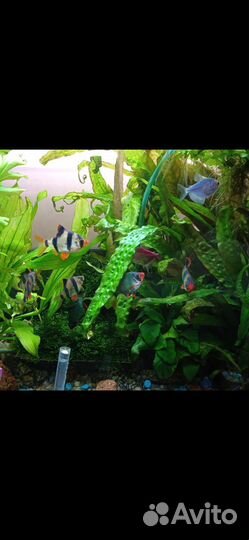 Барбусы (производители)