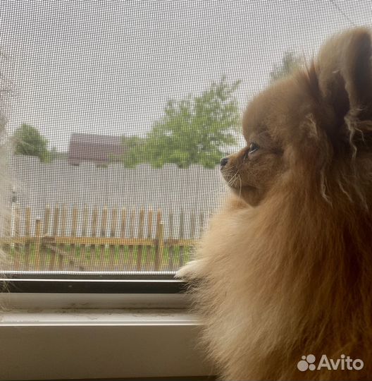 Кобель для вязки шпиц, молодой