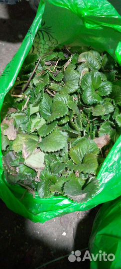 Рассада клубники