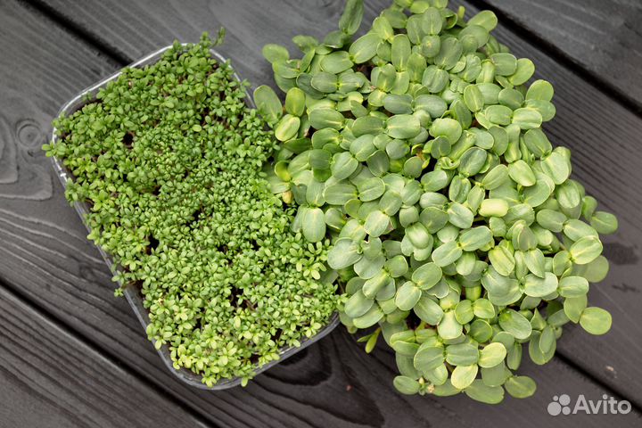 Микрозелень