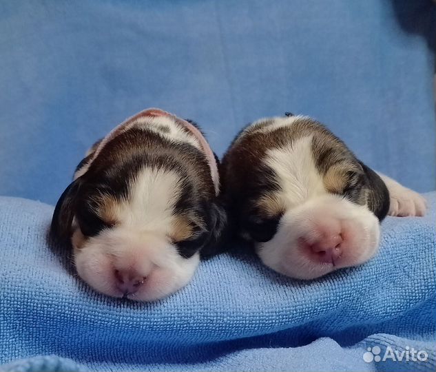 Щенки бигля