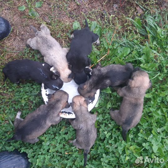 Собака в добрые руки щенок