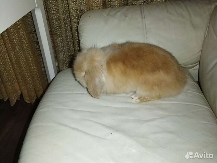 Декоративные кролики