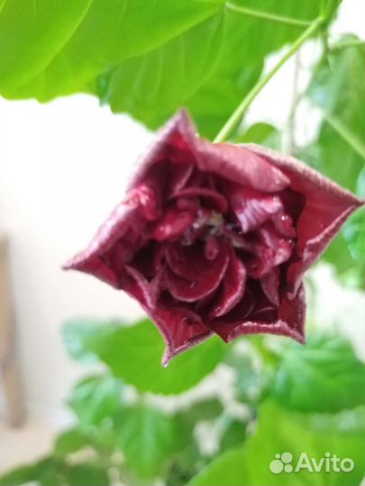 Гибискус китайская роза