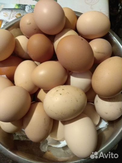 Домашние куриные яйца