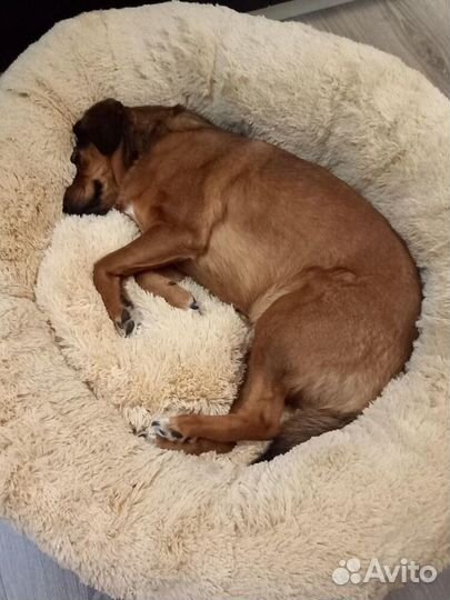 Лежанка для собаки кошки Бесплатная доставка