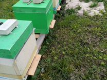 Продажа пчелосемьи и рои