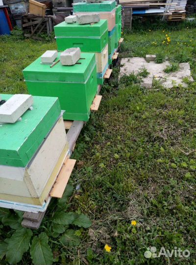 Продажа пчелосемьи