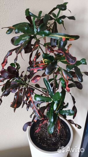 Кротоны: Петра, Голд Даст, Мамми, Экселент