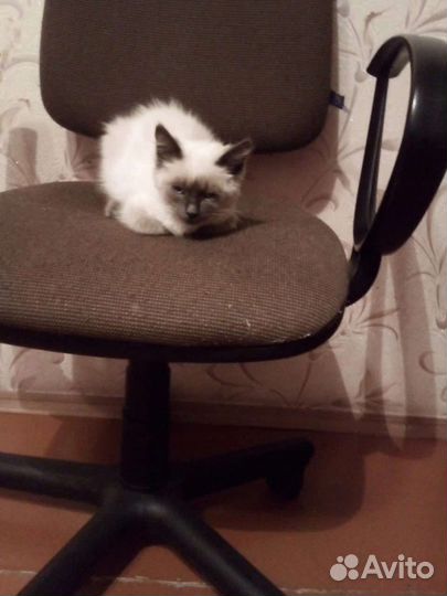 Хочу домой