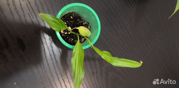 Спатифиллум