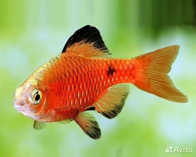 Аквариумные рыбки