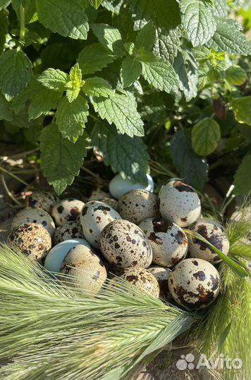 Перепелиные яйца с собственной фермы